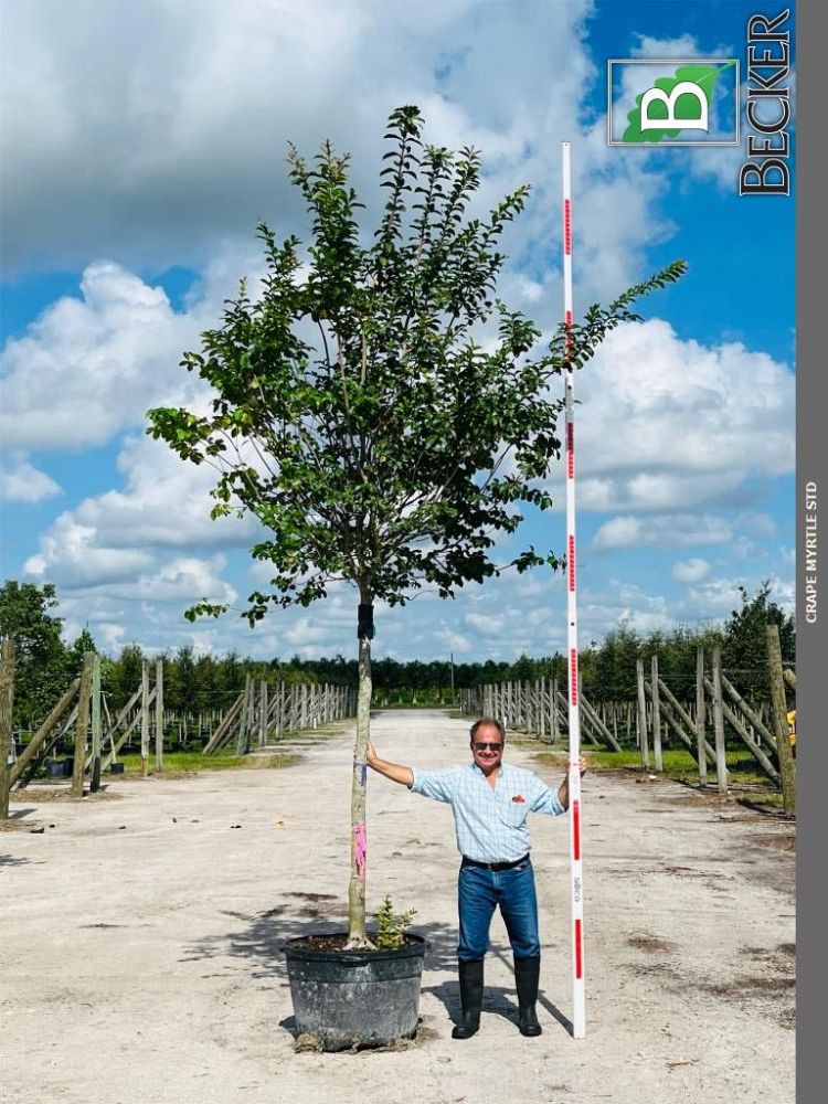 lagerstroemia-fauriei-muskogee-japanese-crape-myrtle