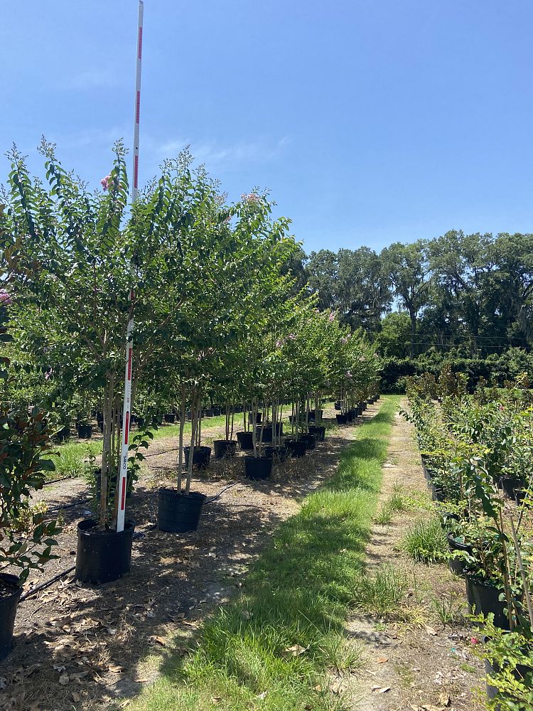lagerstroemia-fauriei-muskogee-japanese-crape-myrtle