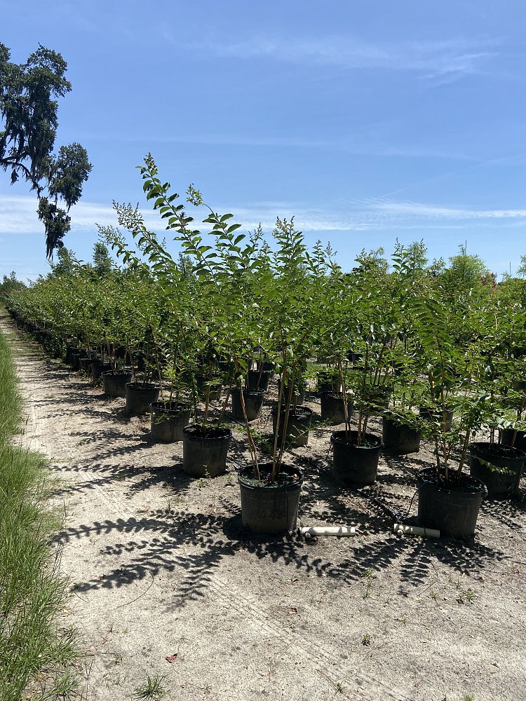lagerstroemia-fauriei-muskogee-japanese-crape-myrtle