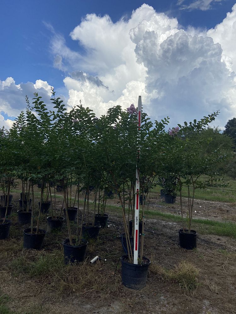 lagerstroemia-fauriei-muskogee-japanese-crape-myrtle