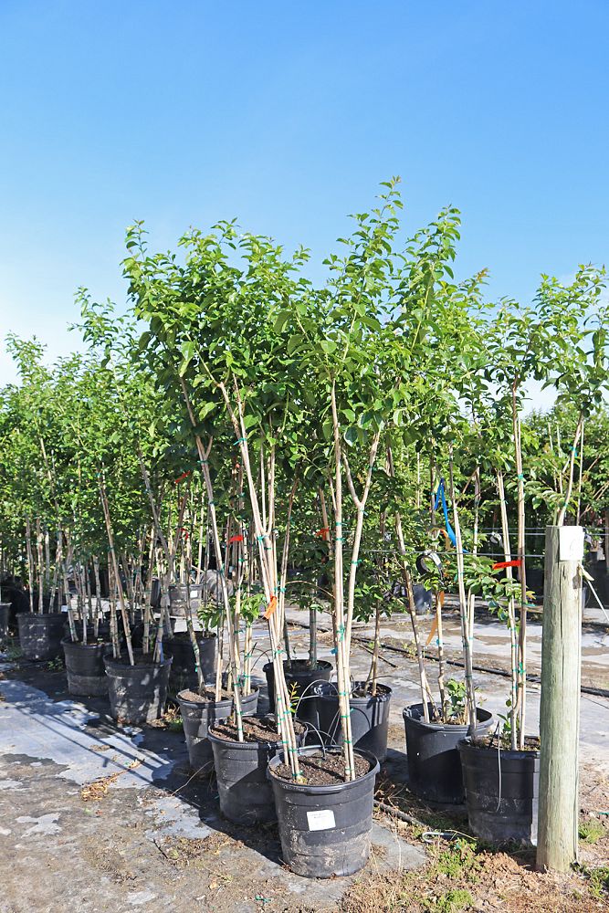 lagerstroemia-fauriei-muskogee-japanese-crape-myrtle