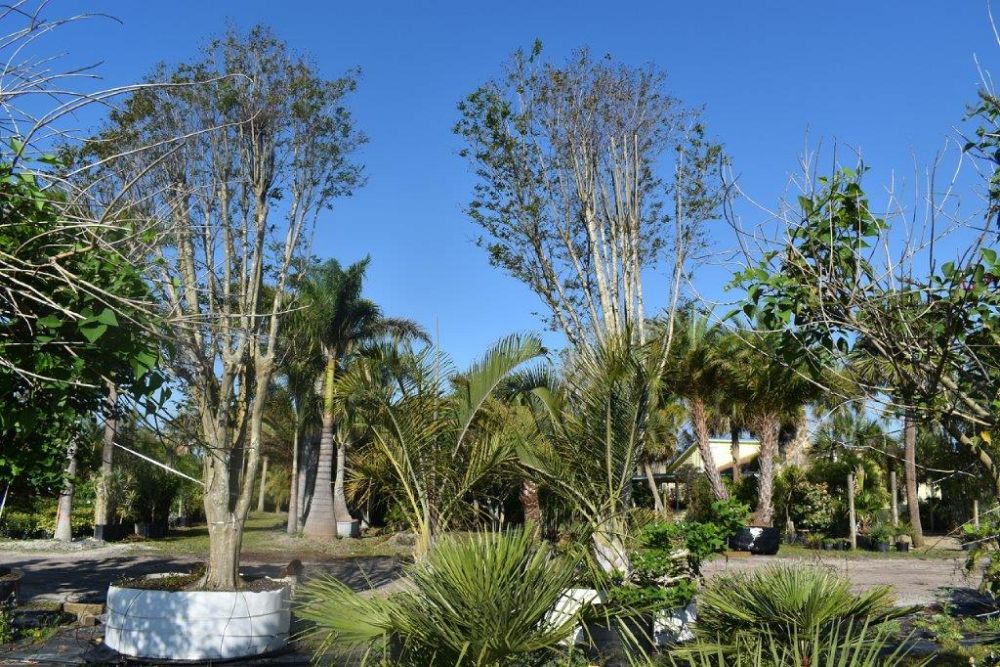 lagerstroemia-fauriei-muskogee-japanese-crape-myrtle