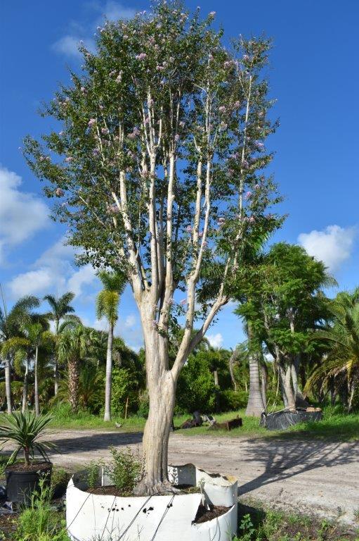 lagerstroemia-fauriei-muskogee-japanese-crape-myrtle