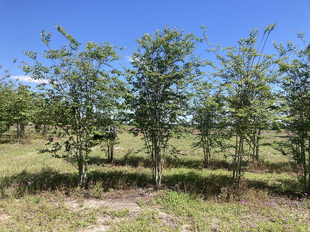 lagerstroemia-fauriei-muskogee-japanese-crape-myrtle