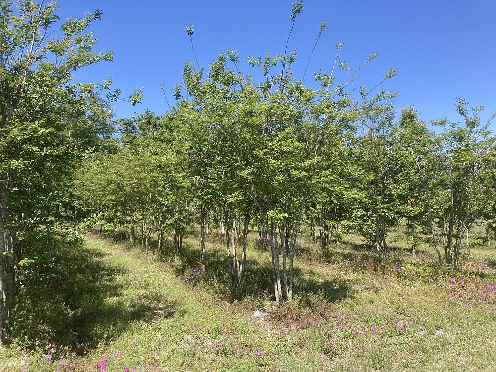 lagerstroemia-fauriei-muskogee-japanese-crape-myrtle