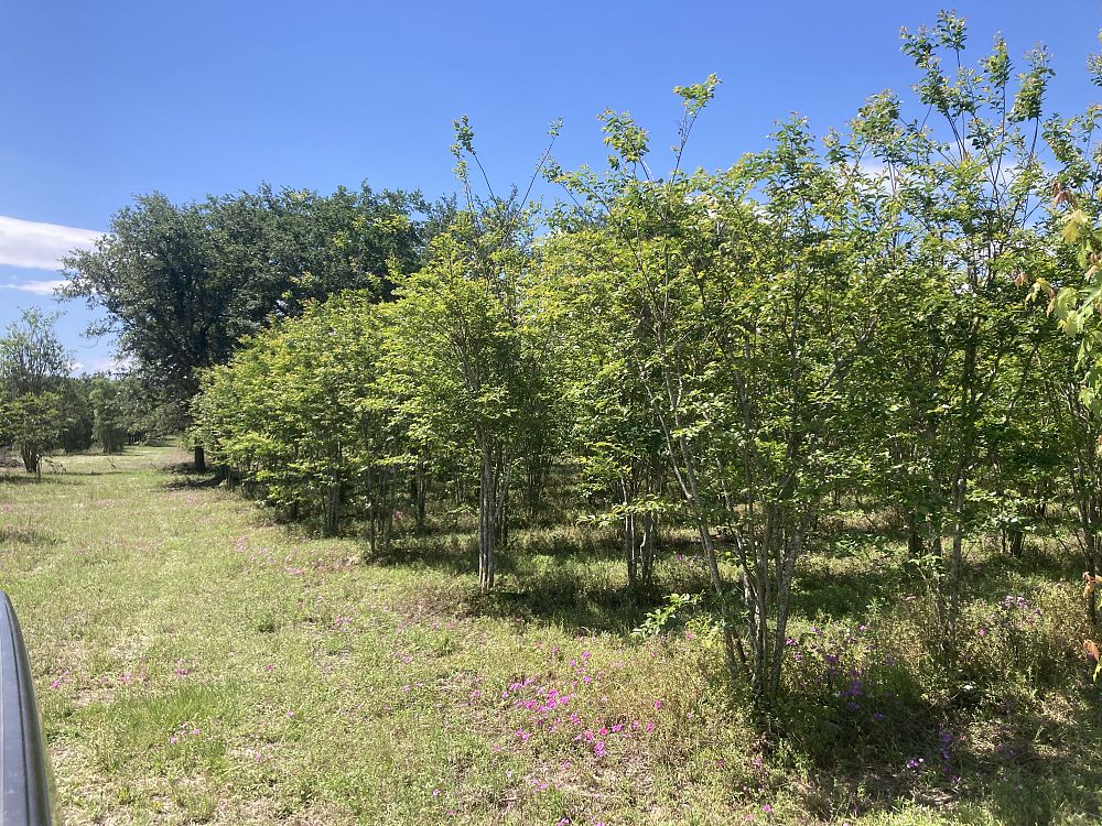 lagerstroemia-fauriei-muskogee-japanese-crape-myrtle