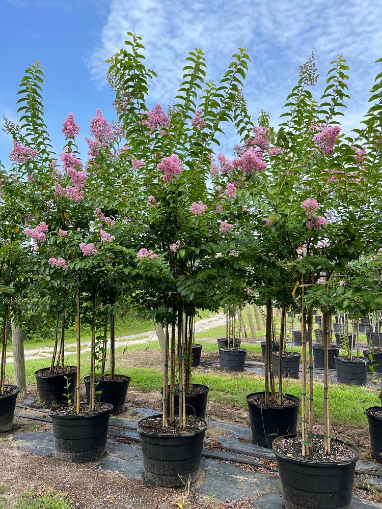 lagerstroemia-fauriei-muskogee-japanese-crape-myrtle