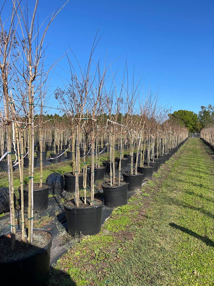 lagerstroemia-fauriei-muskogee-japanese-crape-myrtle