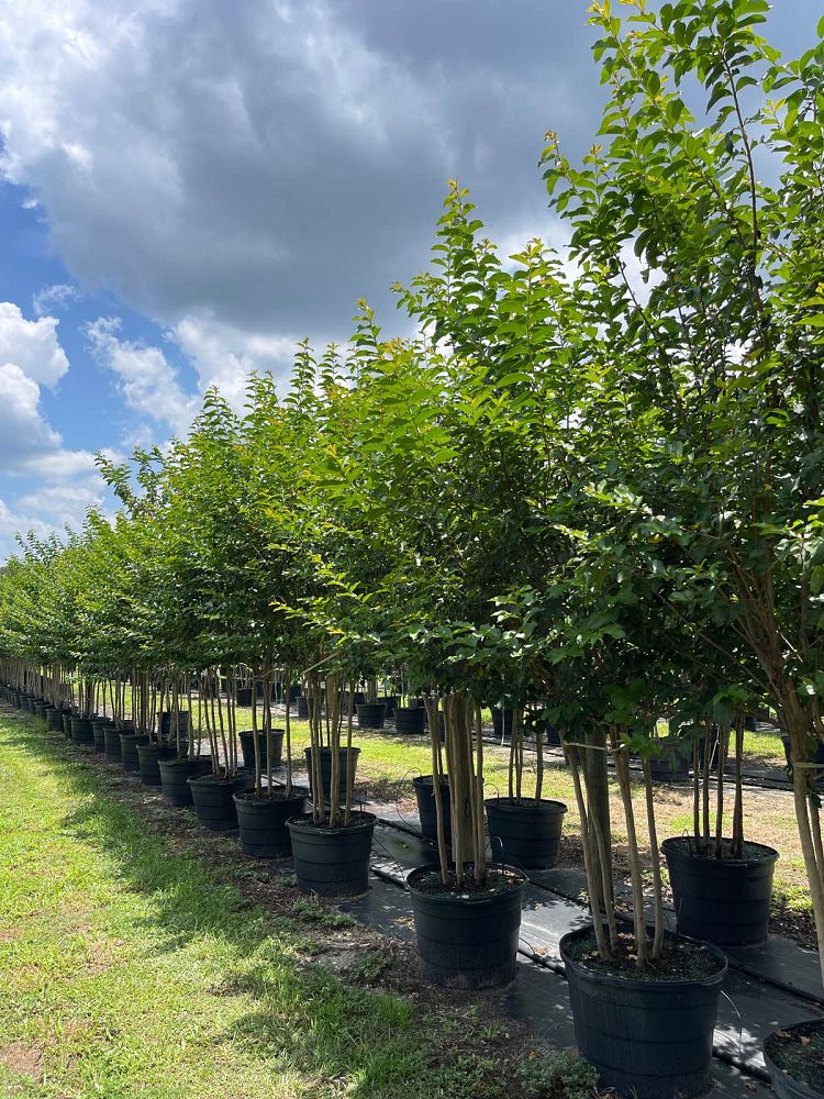 lagerstroemia-fauriei-muskogee-japanese-crape-myrtle