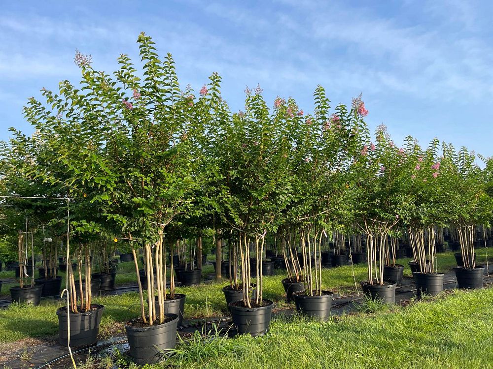 lagerstroemia-fauriei-muskogee-japanese-crape-myrtle