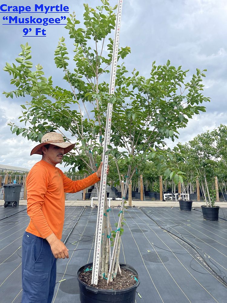 lagerstroemia-fauriei-muskogee-japanese-crape-myrtle