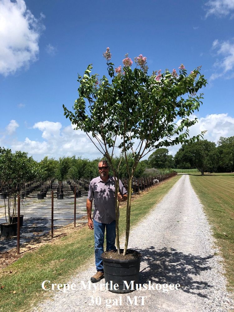 lagerstroemia-fauriei-muskogee-japanese-crape-myrtle
