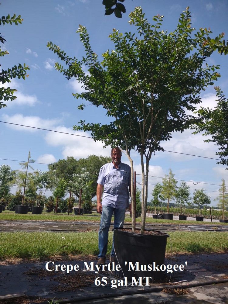 lagerstroemia-fauriei-muskogee-japanese-crape-myrtle