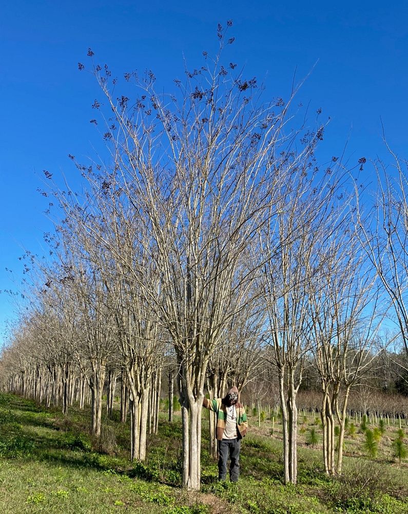 lagerstroemia-fauriei-muskogee-japanese-crape-myrtle