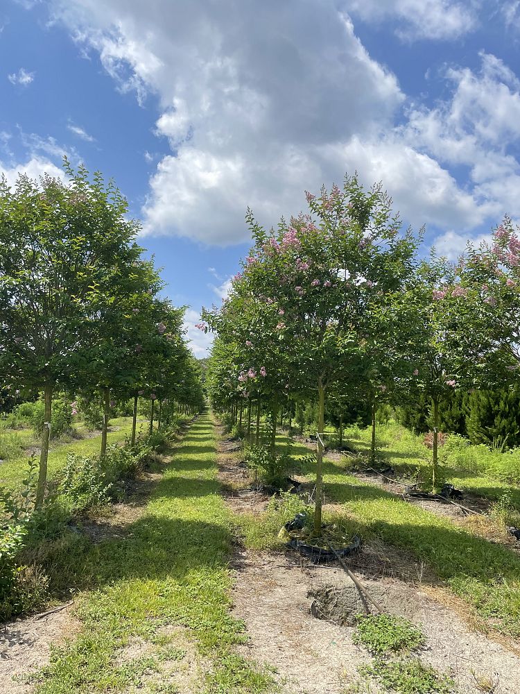 lagerstroemia-fauriei-muskogee-japanese-crape-myrtle