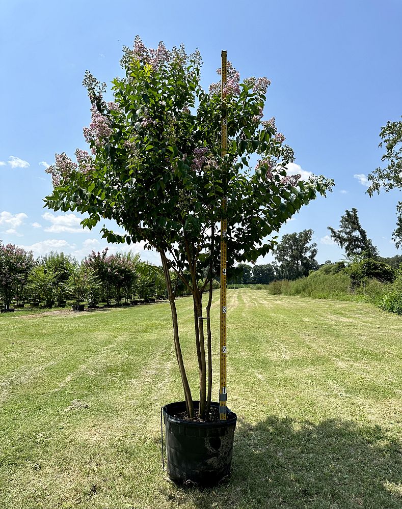 lagerstroemia-fauriei-muskogee-japanese-crape-myrtle