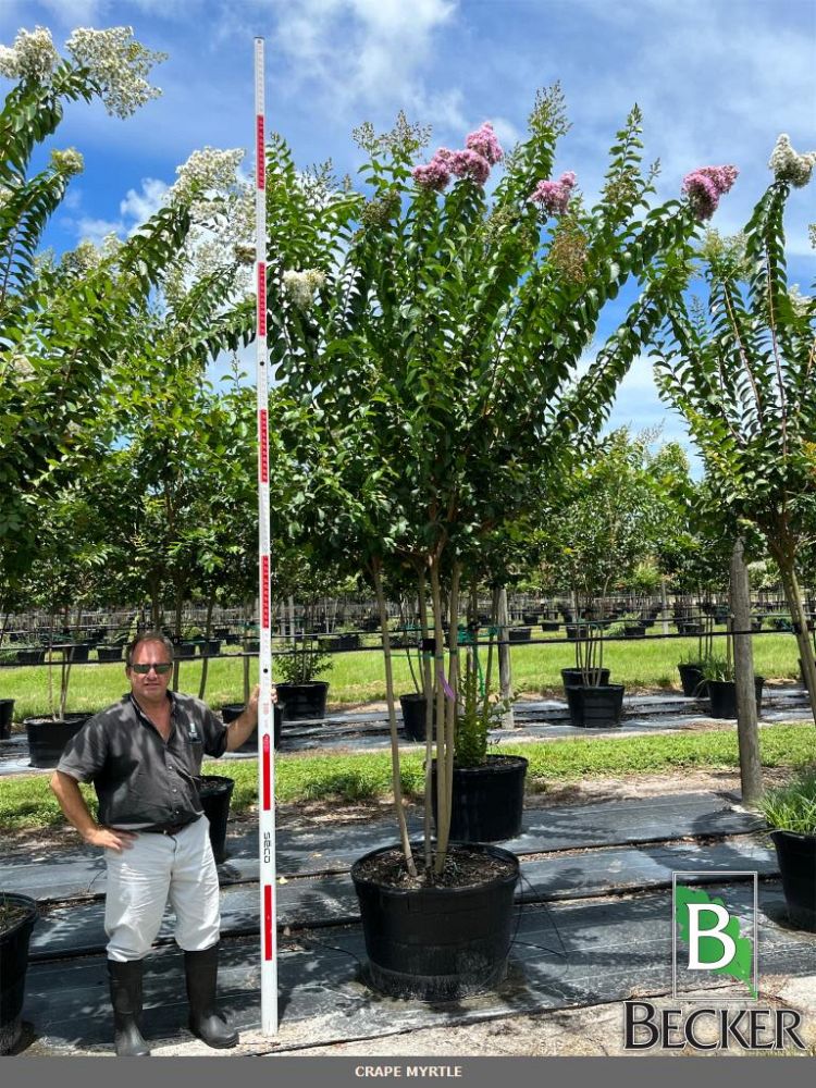 lagerstroemia-fauriei-muskogee-japanese-crape-myrtle