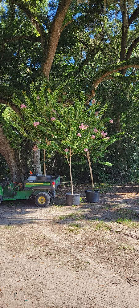 lagerstroemia-fauriei-muskogee-japanese-crape-myrtle
