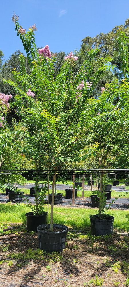 lagerstroemia-fauriei-muskogee-japanese-crape-myrtle