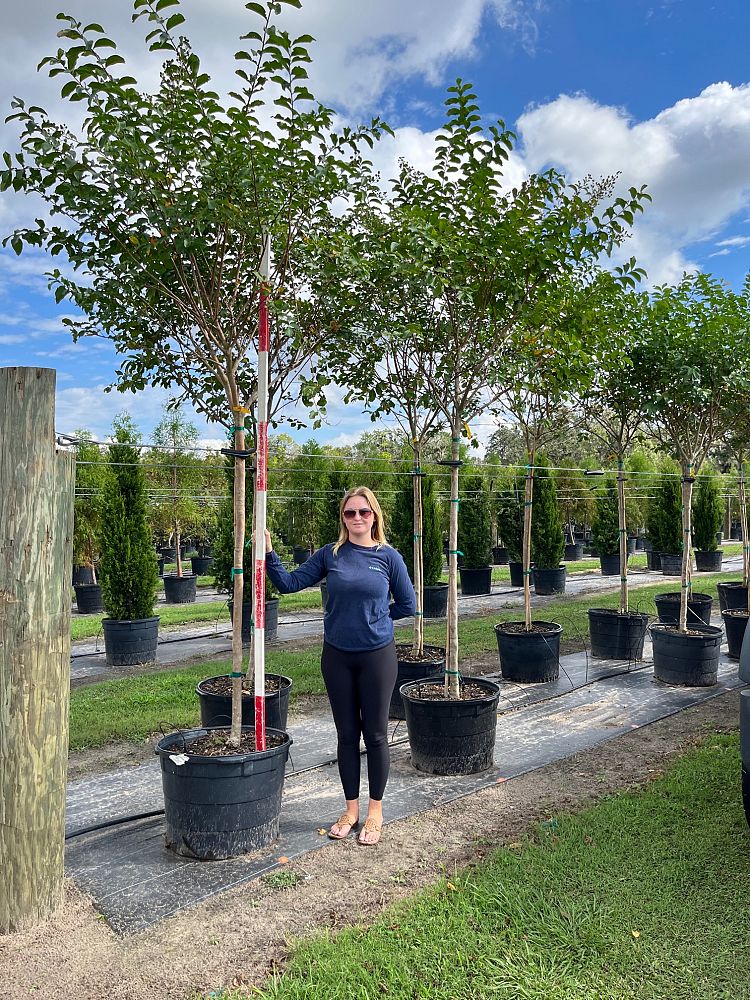 lagerstroemia-fauriei-muskogee-japanese-crape-myrtle