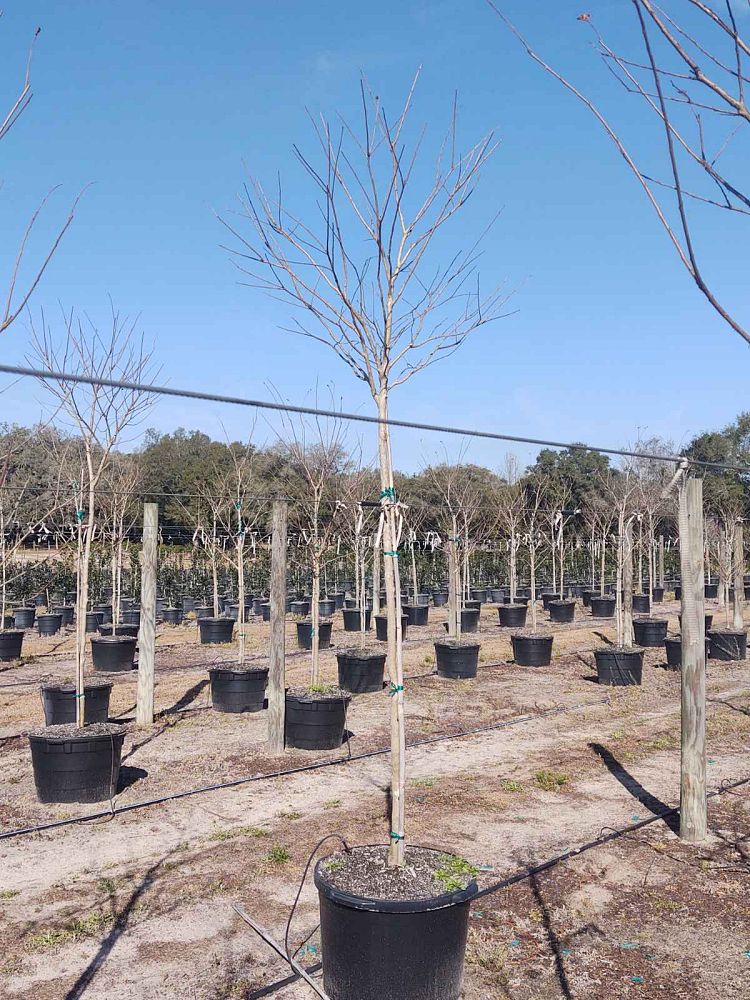 lagerstroemia-fauriei-muskogee-japanese-crape-myrtle