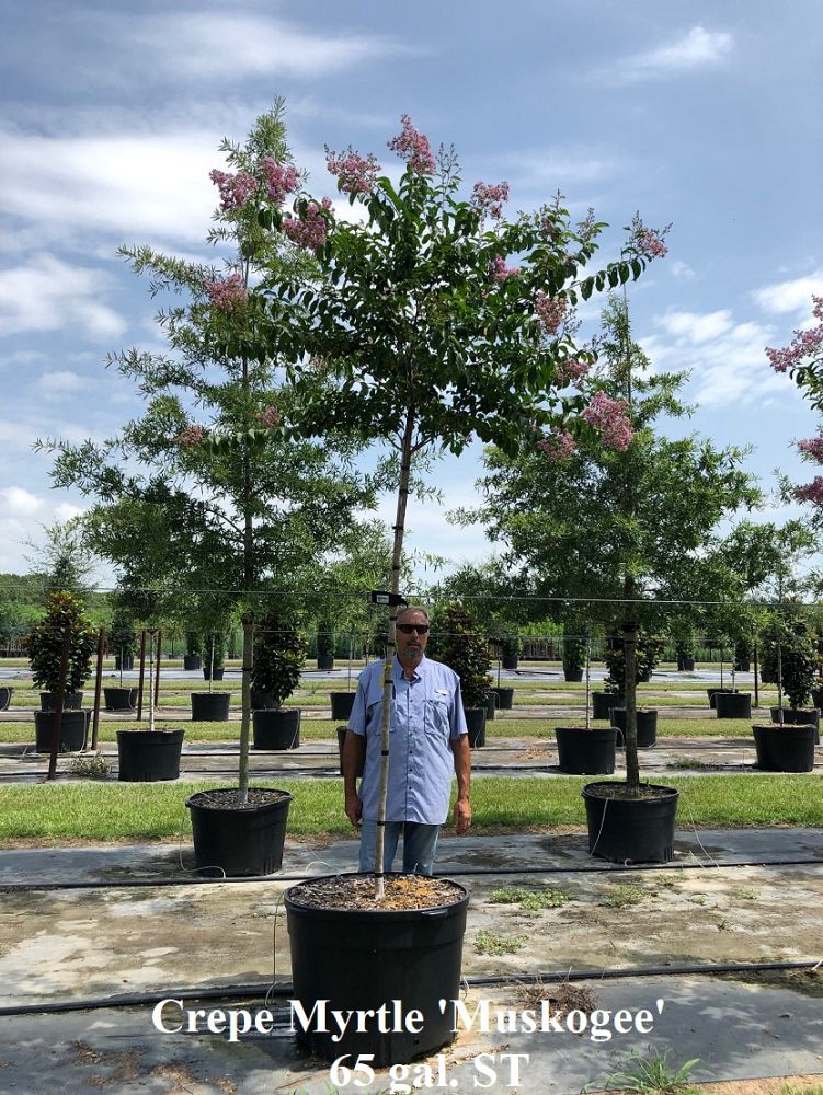 lagerstroemia-fauriei-muskogee-japanese-crape-myrtle