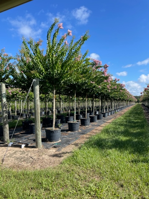 lagerstroemia-fauriei-muskogee-japanese-crape-myrtle
