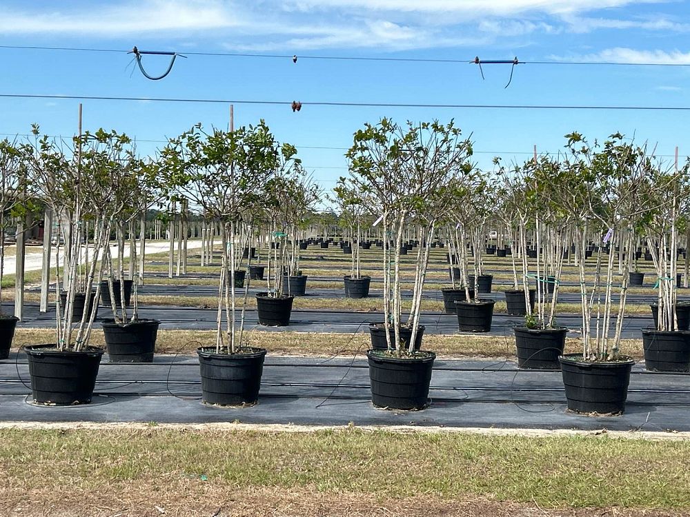 lagerstroemia-fauriei-muskogee-japanese-crape-myrtle