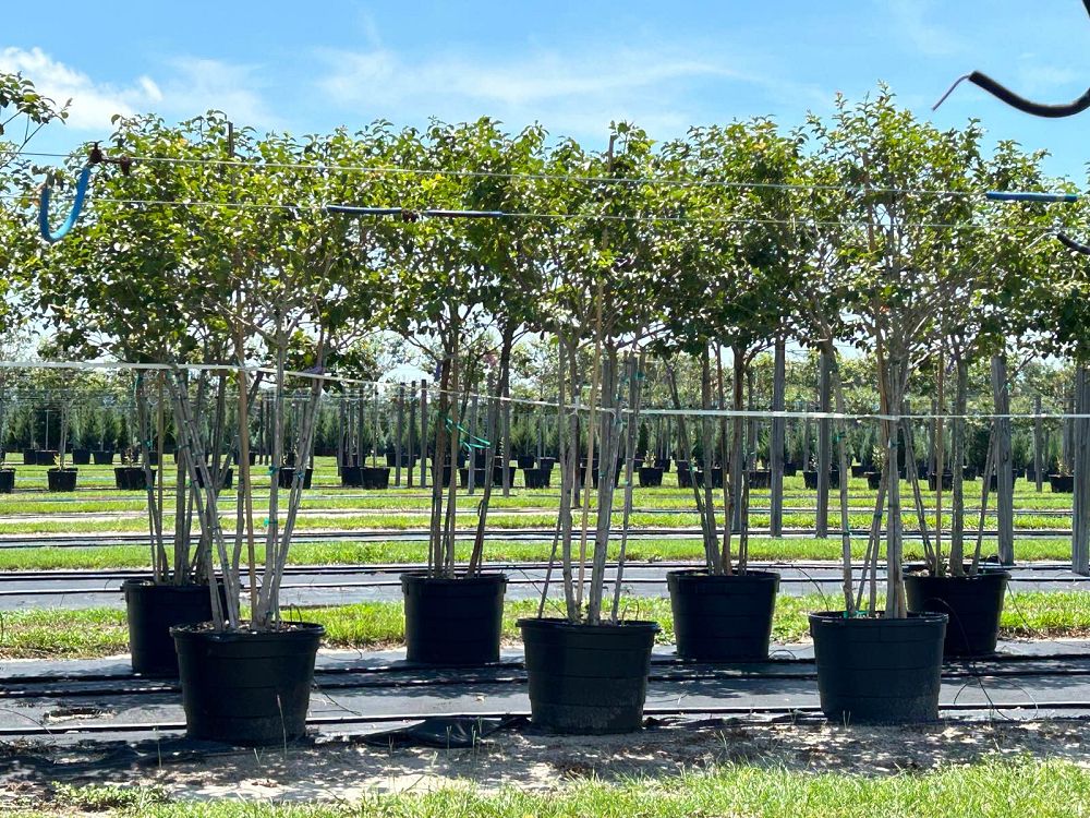 lagerstroemia-fauriei-muskogee-japanese-crape-myrtle