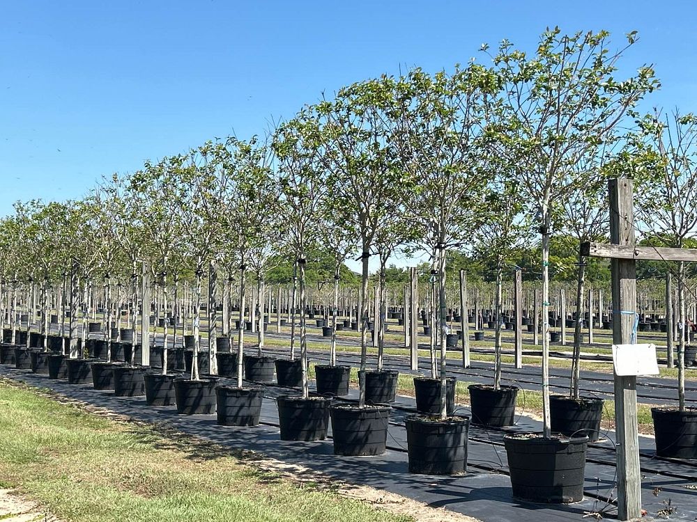 lagerstroemia-fauriei-muskogee-japanese-crape-myrtle