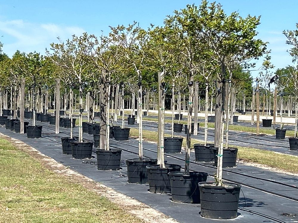 lagerstroemia-fauriei-muskogee-japanese-crape-myrtle