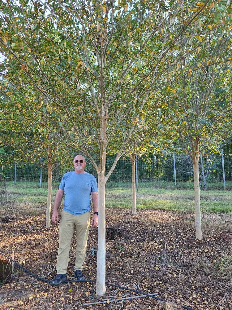 lagerstroemia-fauriei-muskogee-japanese-crape-myrtle