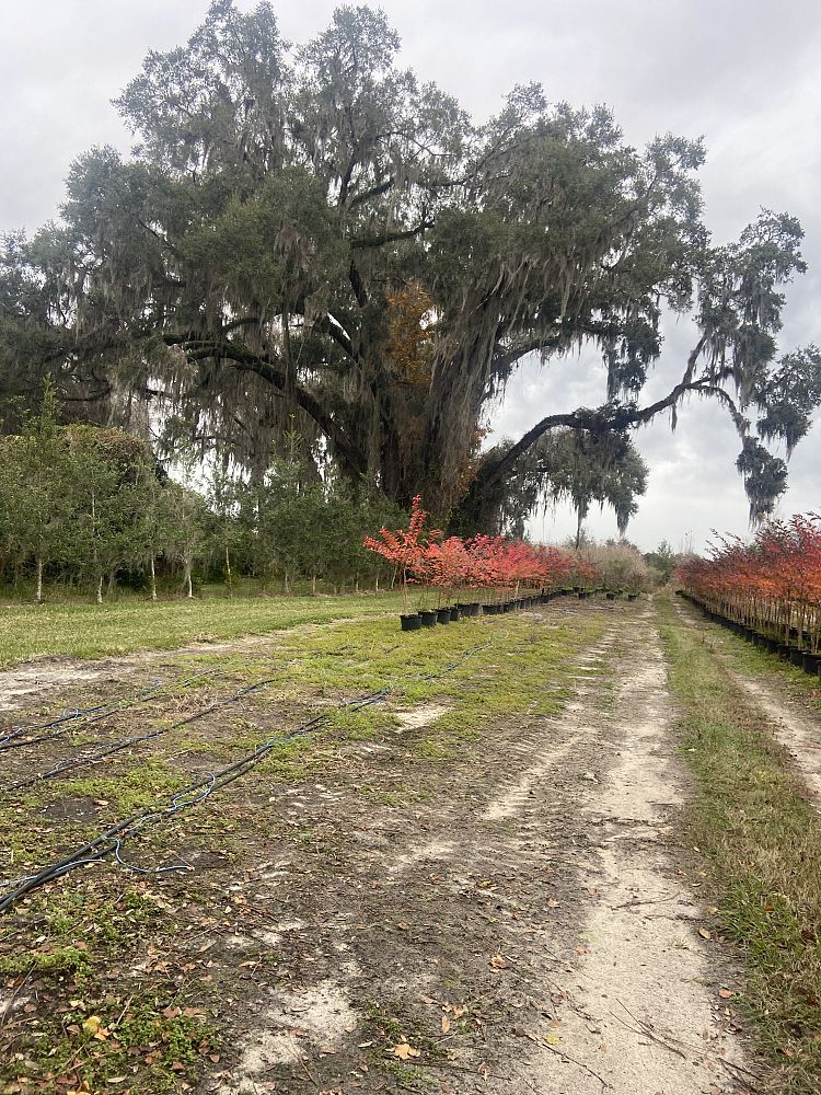 lagerstroemia-fauriei-muskogee-japanese-crape-myrtle
