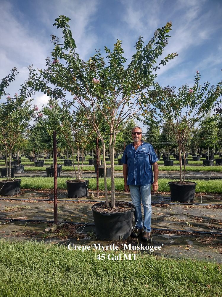 lagerstroemia-fauriei-muskogee-japanese-crape-myrtle