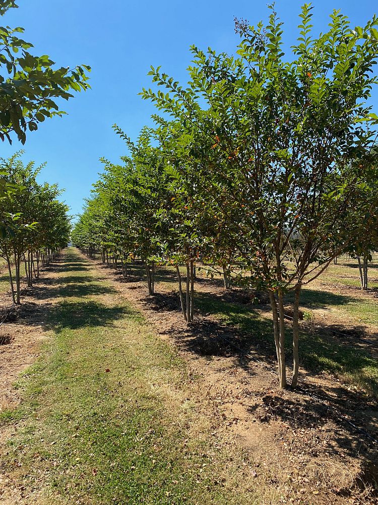lagerstroemia-fauriei-muskogee-japanese-crape-myrtle