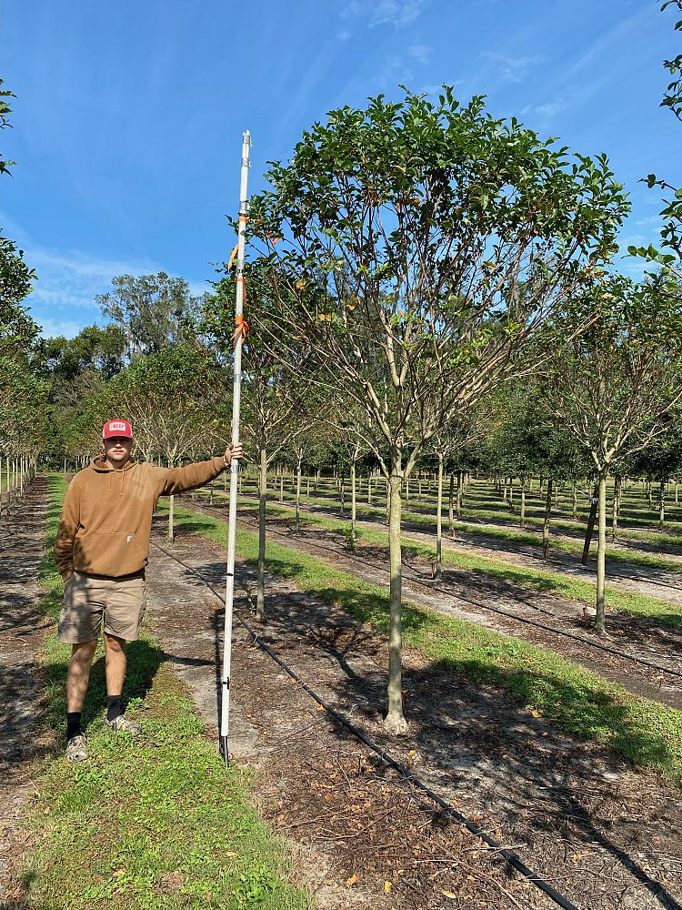 lagerstroemia-fauriei-muskogee-japanese-crape-myrtle