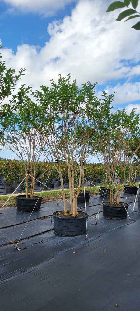 lagerstroemia-fauriei-muskogee-japanese-crape-myrtle