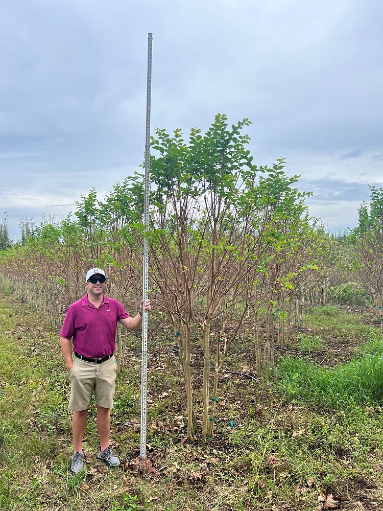 lagerstroemia-fauriei-muskogee-japanese-crape-myrtle