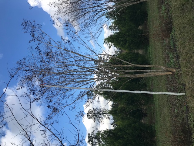 lagerstroemia-fauriei-muskogee-japanese-crape-myrtle