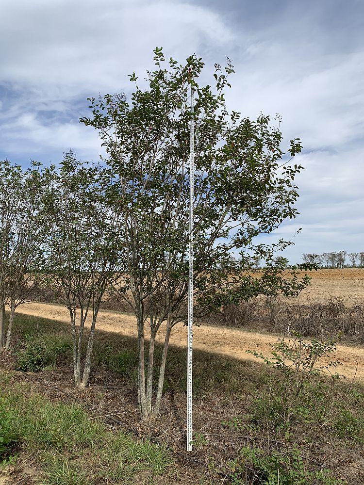 lagerstroemia-fauriei-muskogee-japanese-crape-myrtle