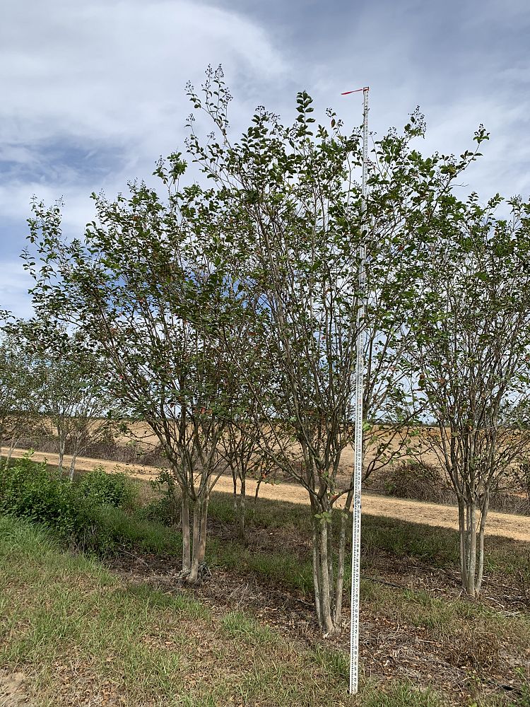 lagerstroemia-fauriei-muskogee-japanese-crape-myrtle
