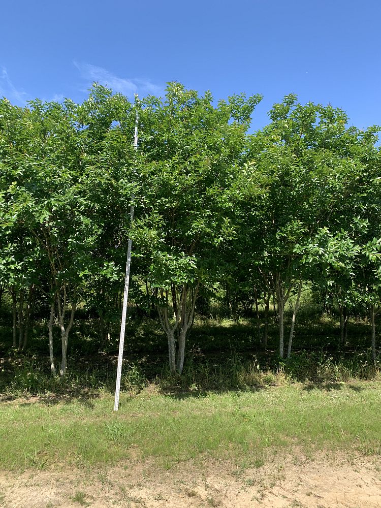 lagerstroemia-fauriei-muskogee-japanese-crape-myrtle