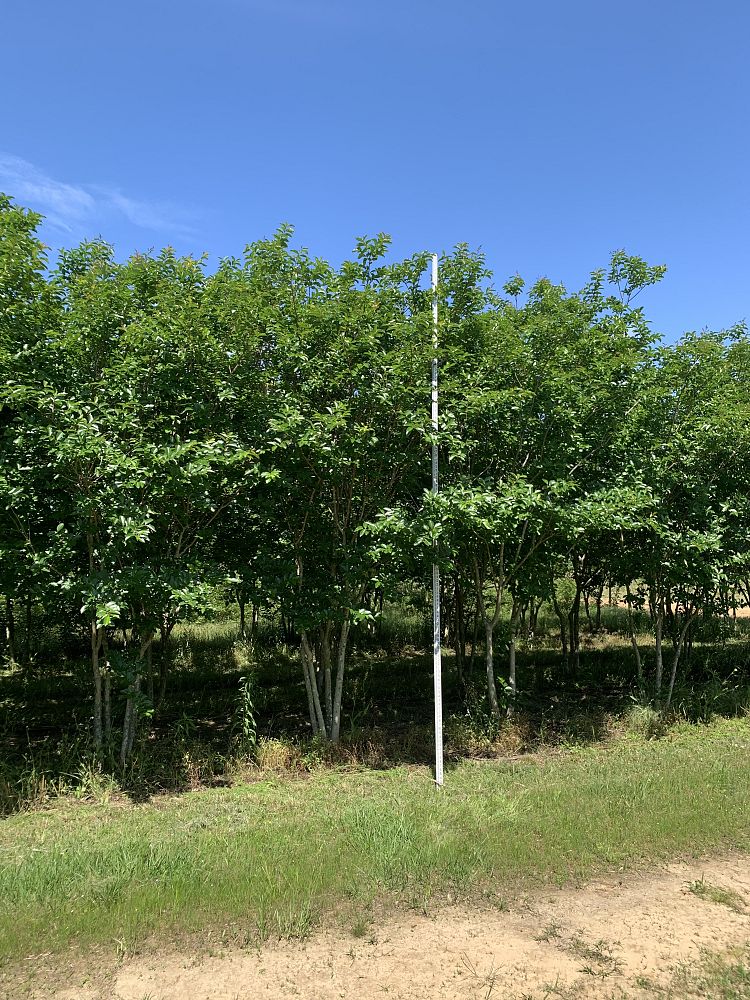 lagerstroemia-fauriei-muskogee-japanese-crape-myrtle