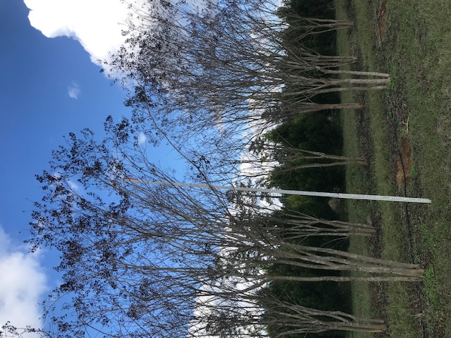 lagerstroemia-fauriei-muskogee-japanese-crape-myrtle
