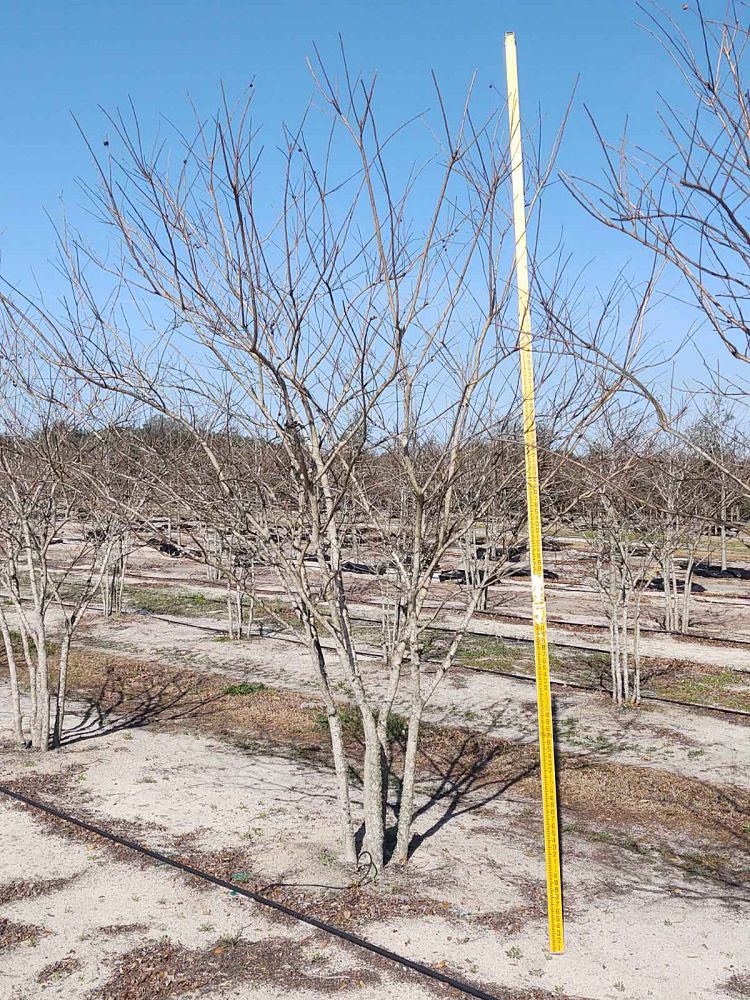 lagerstroemia-fauriei-muskogee-japanese-crape-myrtle
