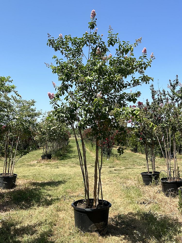 lagerstroemia-fauriei-muskogee-japanese-crape-myrtle