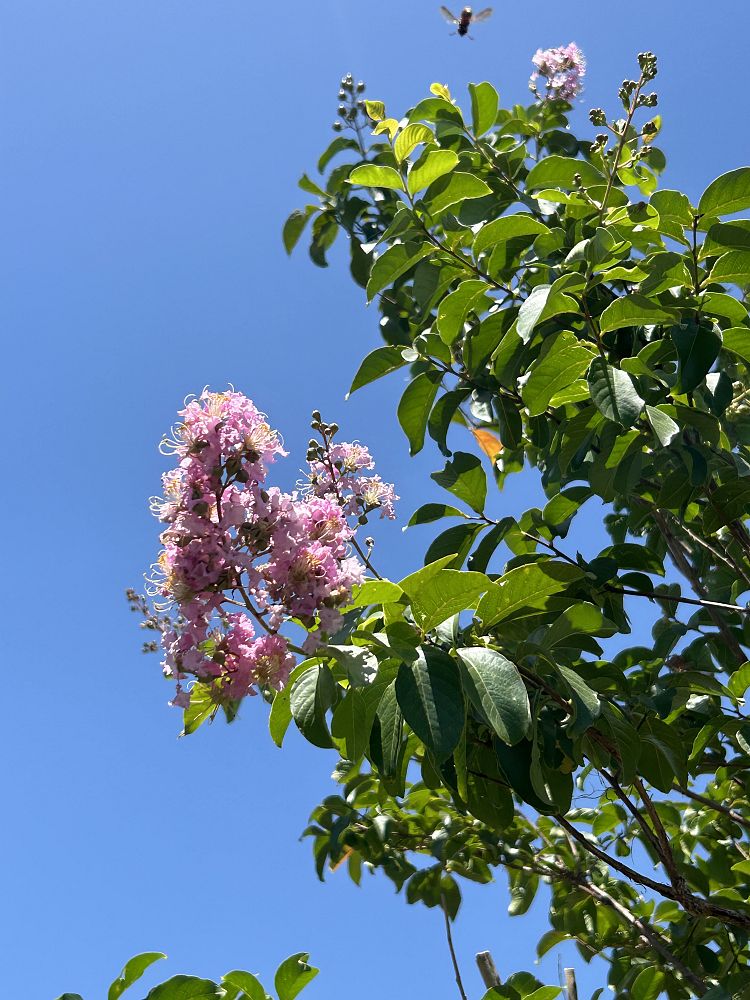 lagerstroemia-fauriei-muskogee-japanese-crape-myrtle
