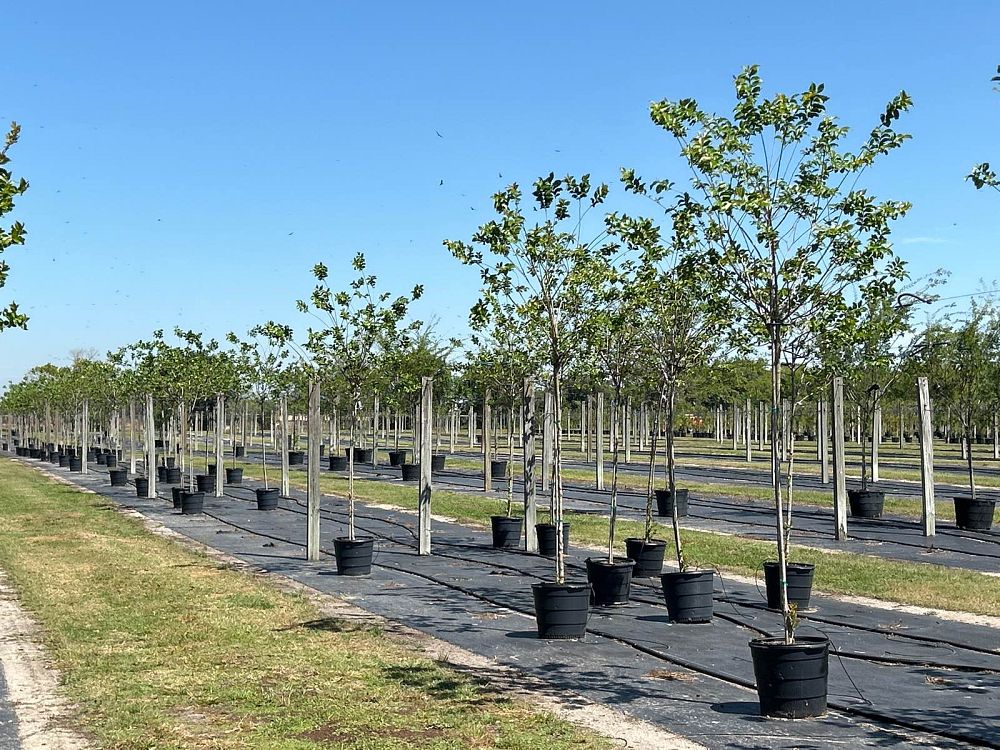 lagerstroemia-fauriei-muskogee-japanese-crape-myrtle