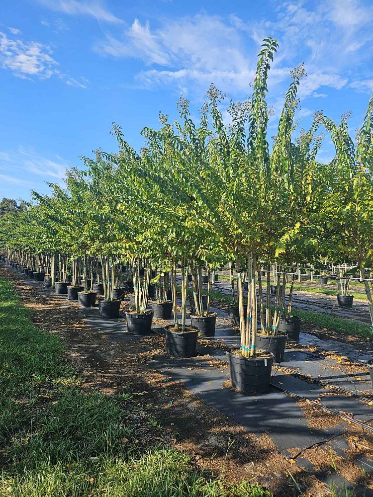 lagerstroemia-fauriei-muskogee-japanese-crape-myrtle