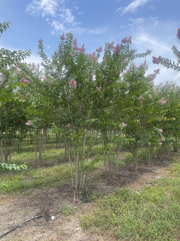lagerstroemia-fauriei-muskogee-japanese-crape-myrtle